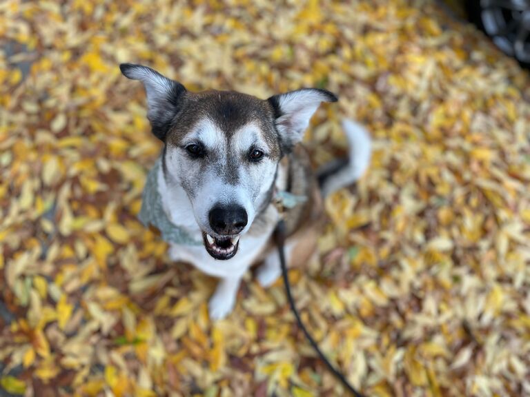 My dog is unbe-leaf-ably cute. We're always fall-ing for her. 