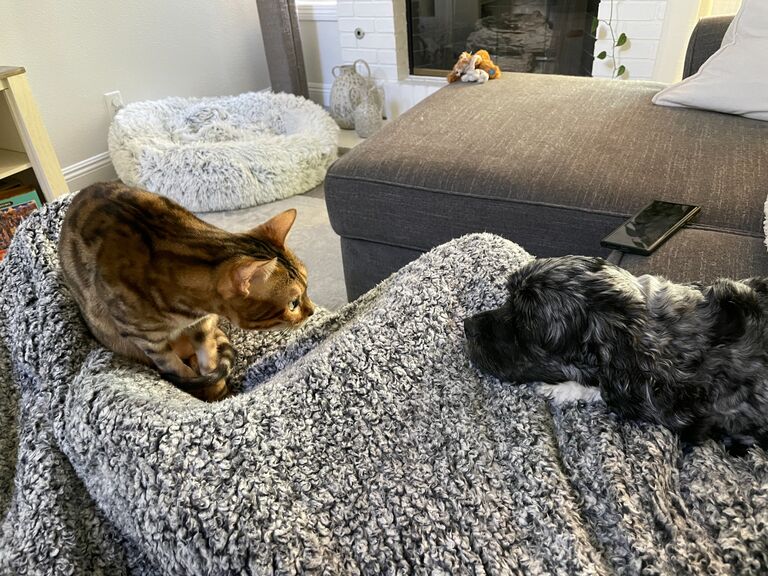 Ellie moves in to Brian's townhome, and her two cats (Peach and Lulu) meet Brian's dog (Oreo) for the first time!