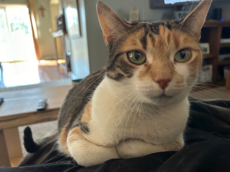 Nala