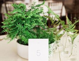 Fern reception centerpiece