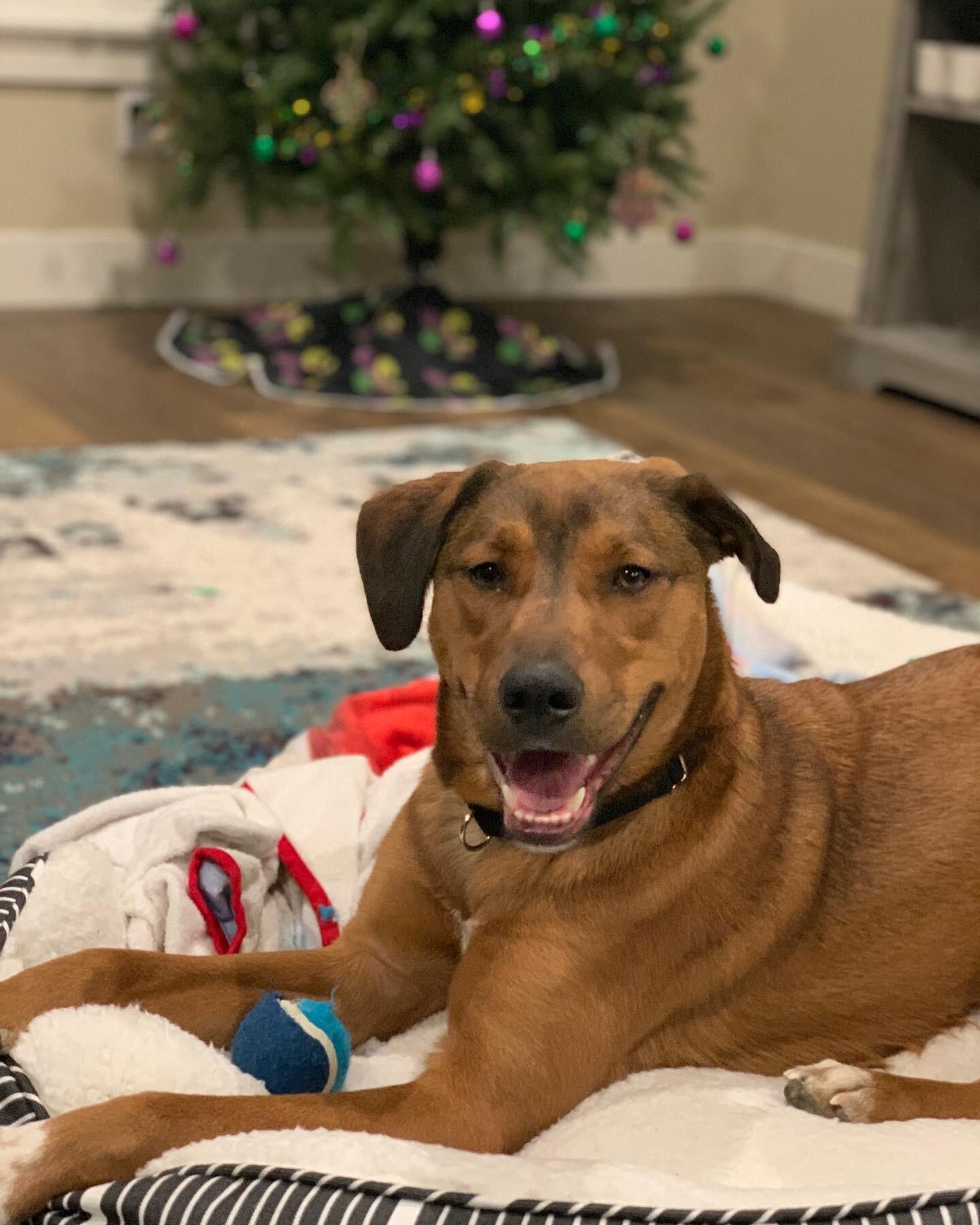 The (spoiled) dog. This is Tommy! We adopted him from Rez Dog Rescue after living in Montana for about a year...and our lives haven't been boring since! He's a crazy, energetic, goofball that likes to chew on things he shouldn't (like the ornaments on that Mardi Gras tree in the background). 