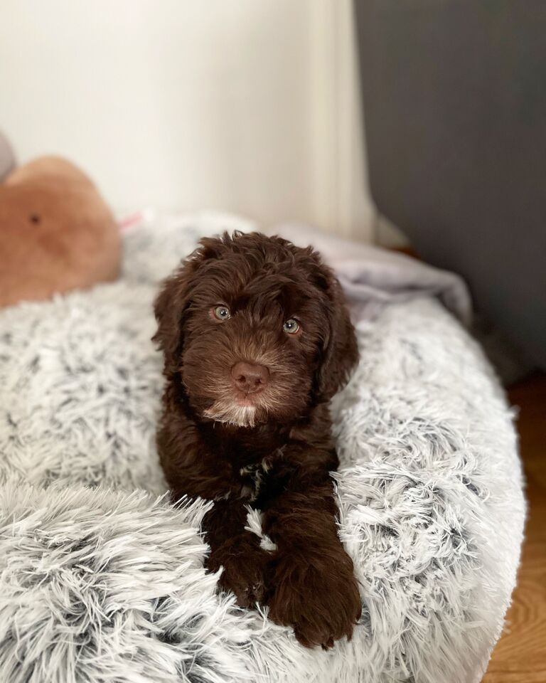 We extended our family by welcoming Esther. Esther is a loving monster and turned our lives upside down in all aspects. We love her to bits. 