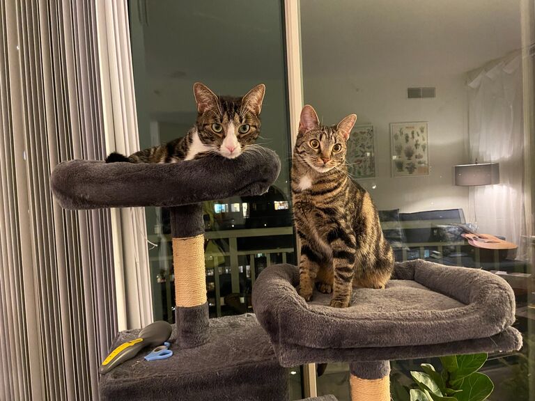 Kaffi and Bean finally get along after many months of hissing. All it took was a joint New Year's relocation to a house with a common enemy: Evan's dog Ruby. They saw sense at last. 