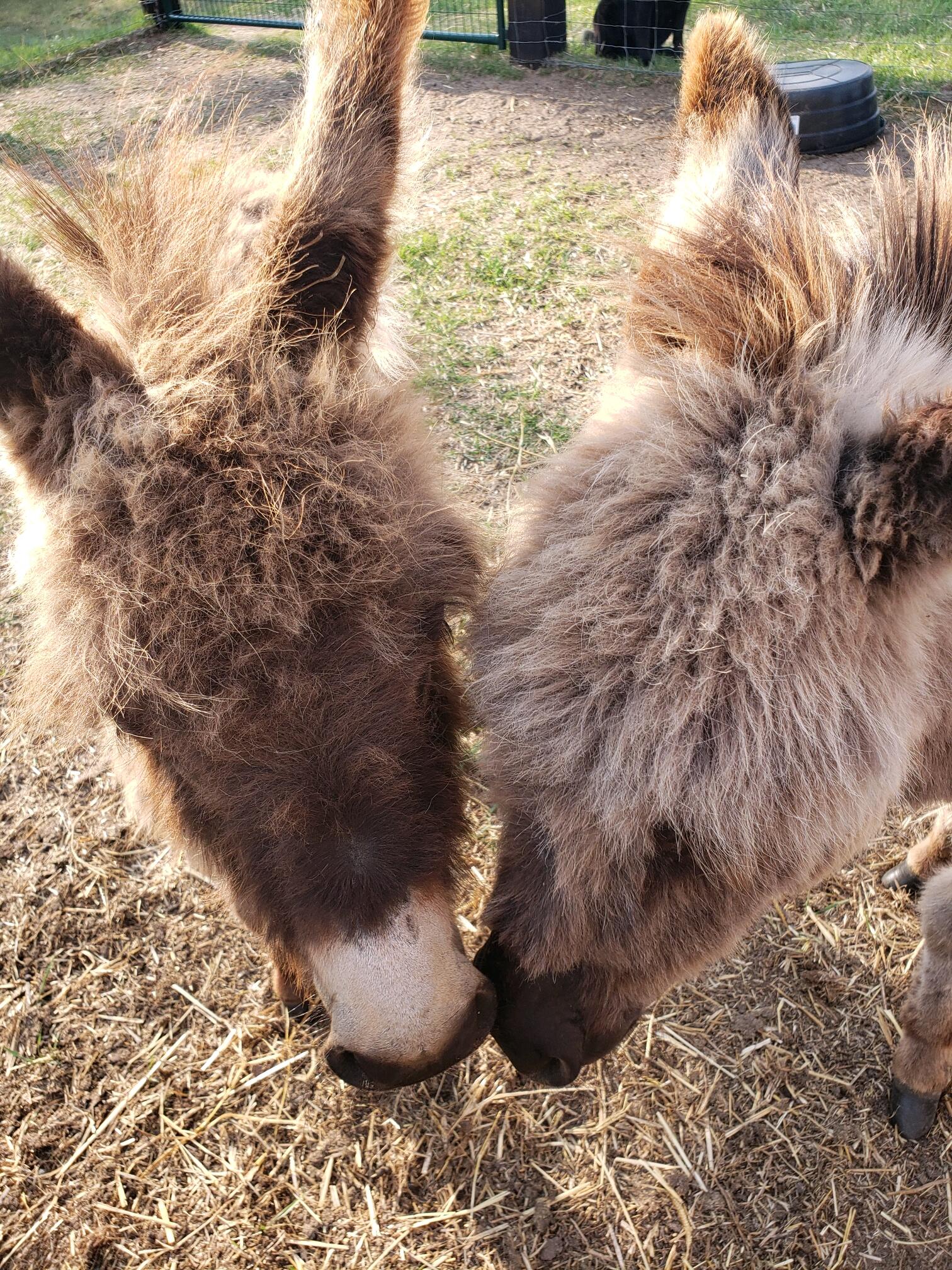 Mitchell and Kylie continue to build their dream home life with all the fur babies Kylie could ever want.