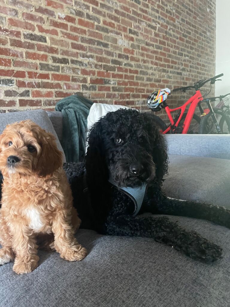 Added Buster to our little family!! Archie was less than enthused lol 