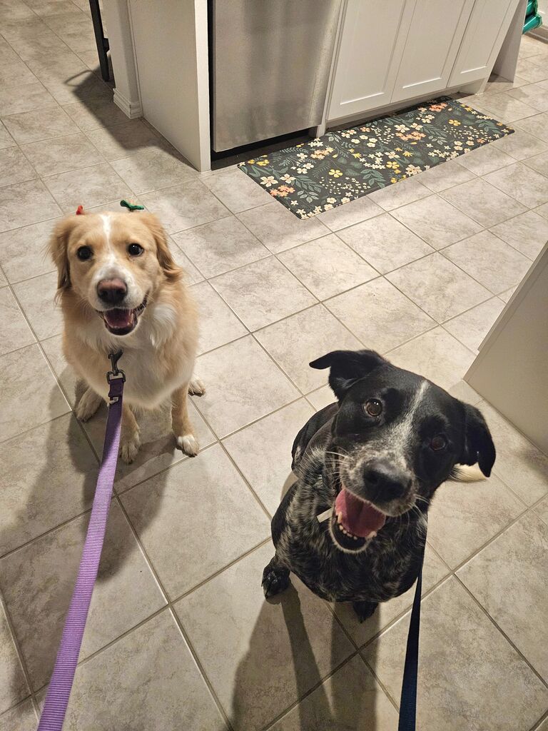 Growing the family! Our sweet dogs Khaleesi and Whiskey!