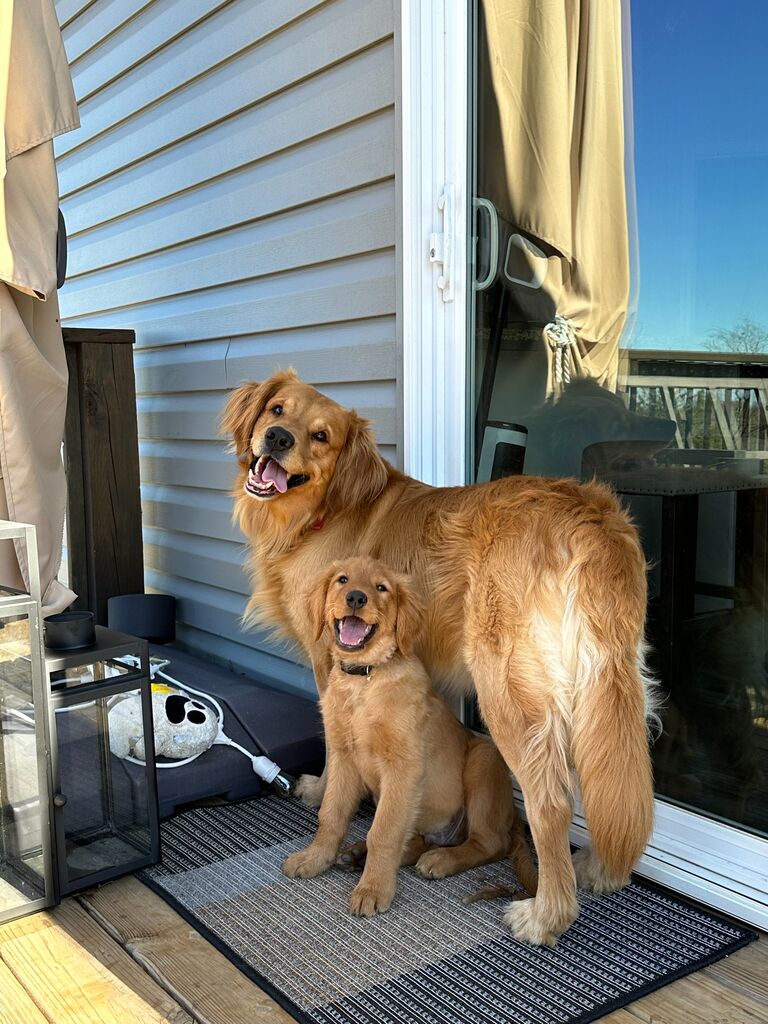 Got our second golden baby