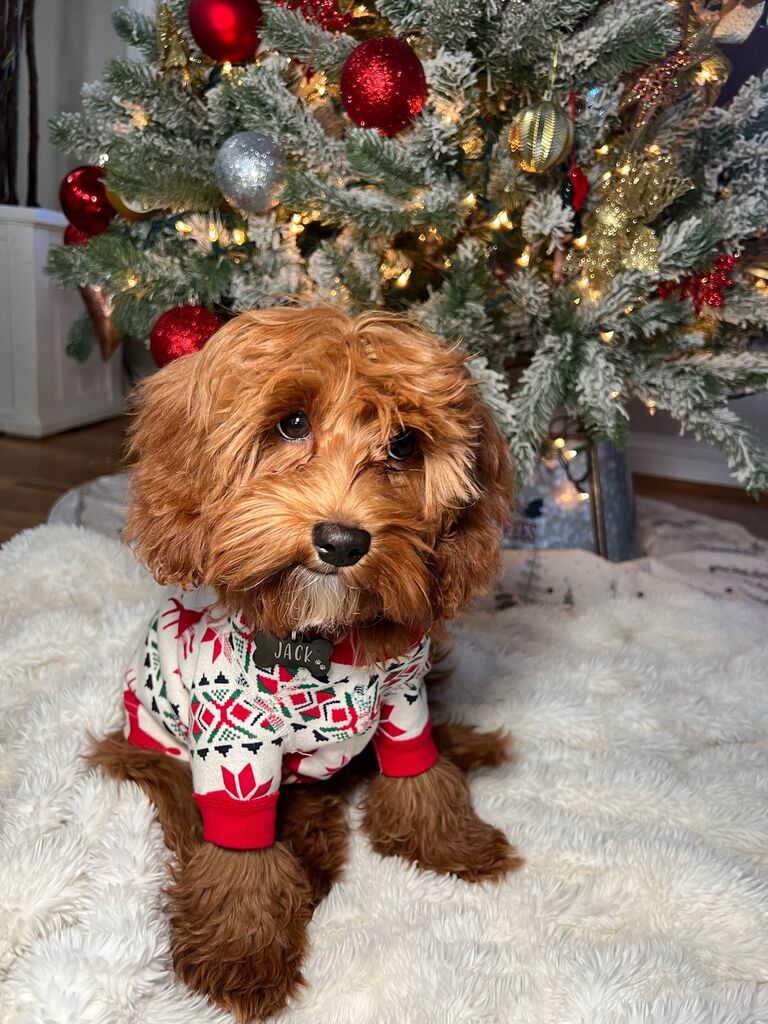 Jack’s first Christmas!