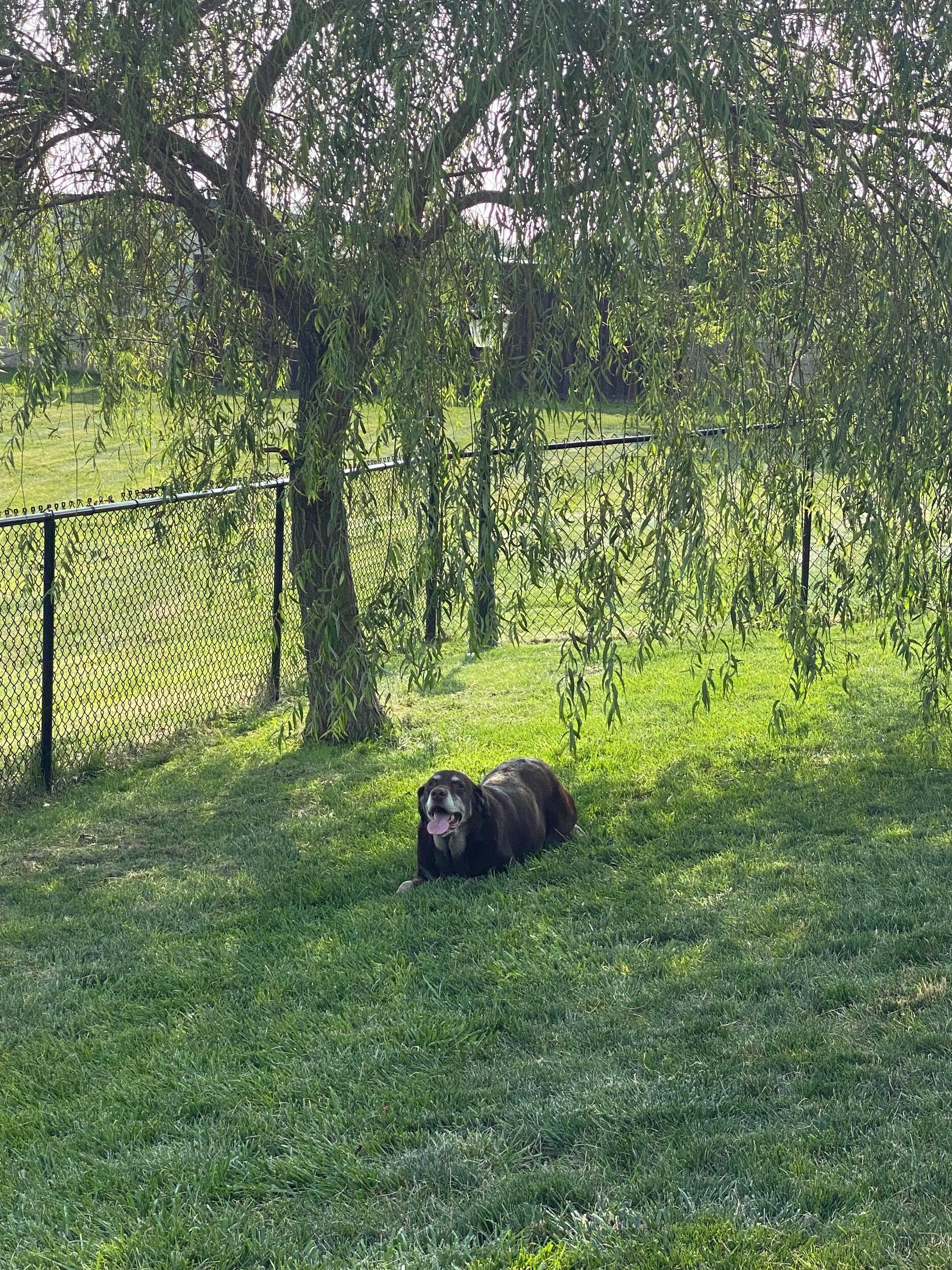 Duke moved into his new home (my apartment) and loved the dog park!