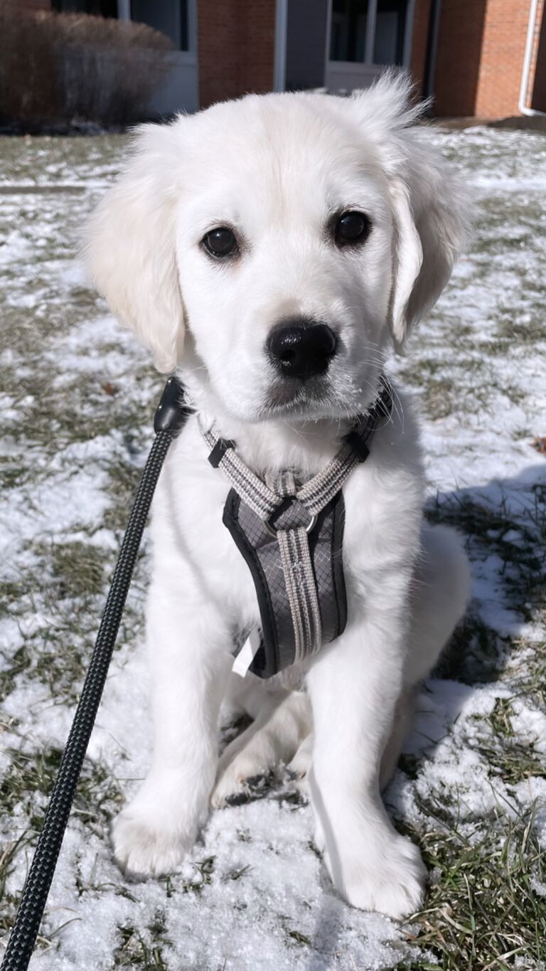 We got our first fur baby, Knoxx