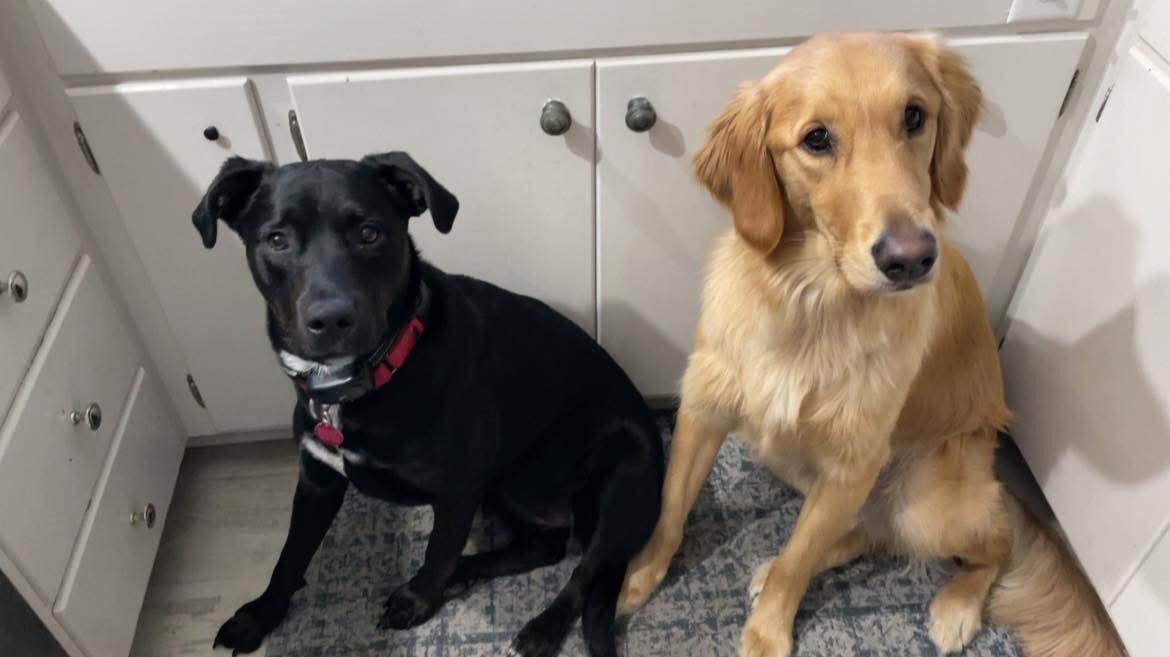 Alyssa convinces Sam to foster another dog. She says this will be the last one before the wedding, we'll see.