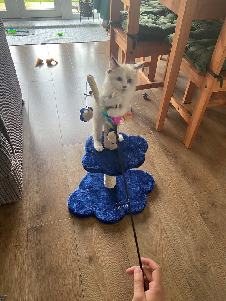 We Became Pawrents To Our Monkey 