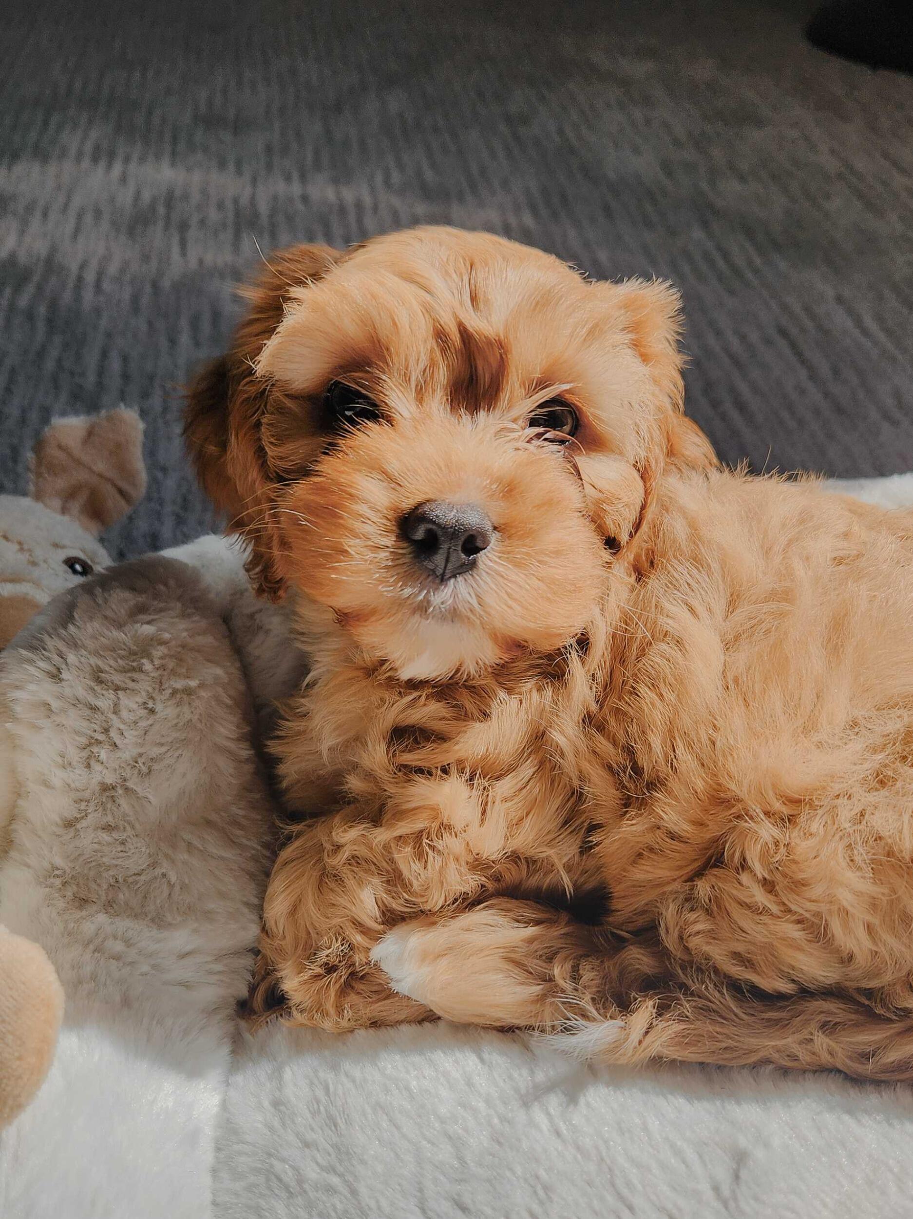 We got a puppy! His name is Archie