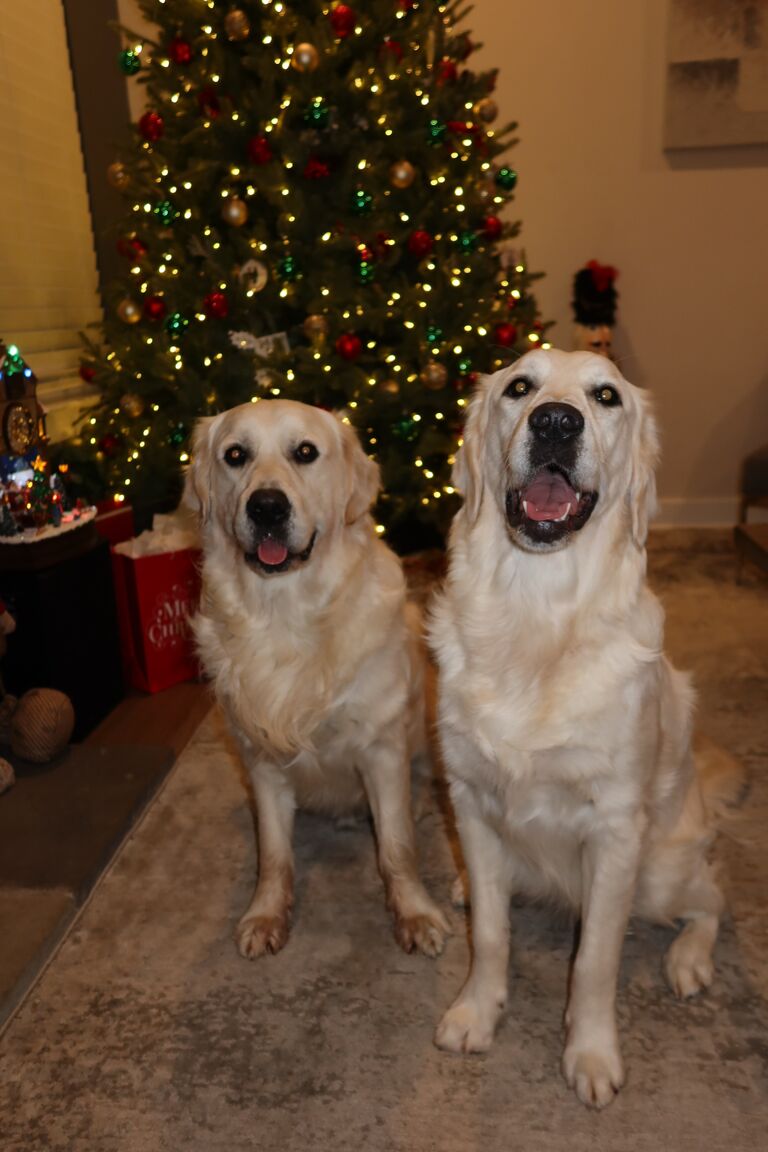 Our fur babies, Knoxx and Winnie