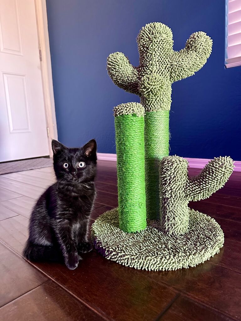 We brought home our little dude Bast!
