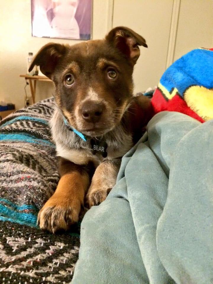 Became pet parents for the first time to baby Bear!