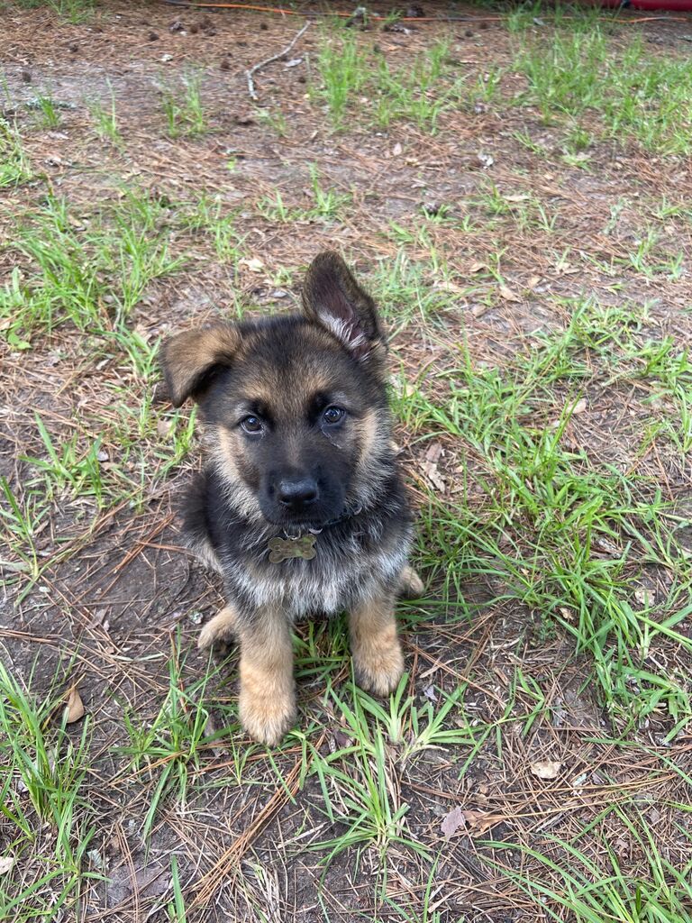 We got our first dog together - Beau