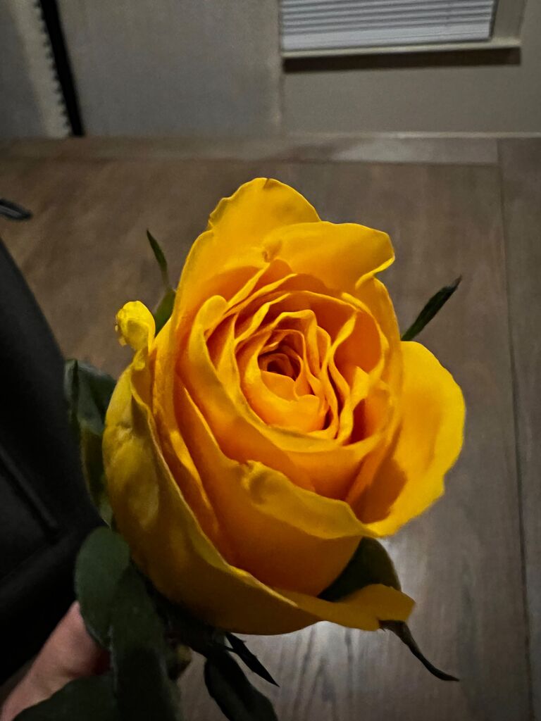 First roses