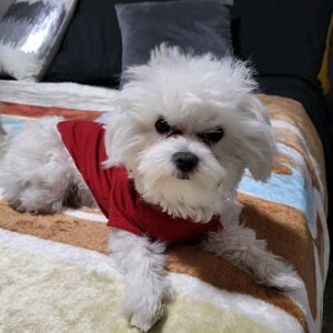 Gallery Photo 36