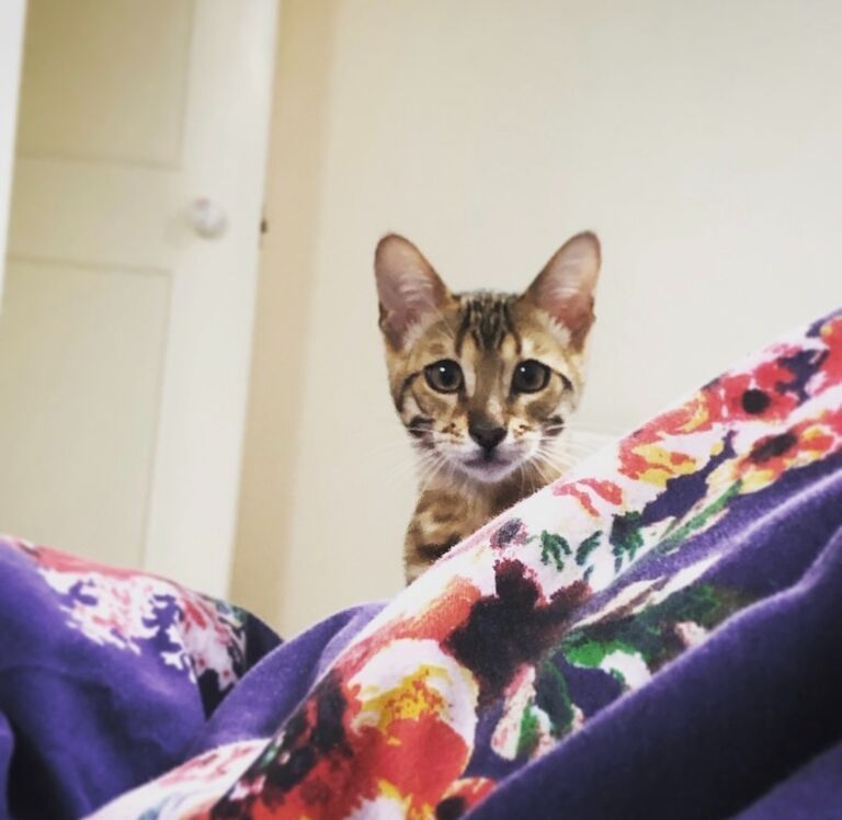 Quinn the Bengal joins the family <3