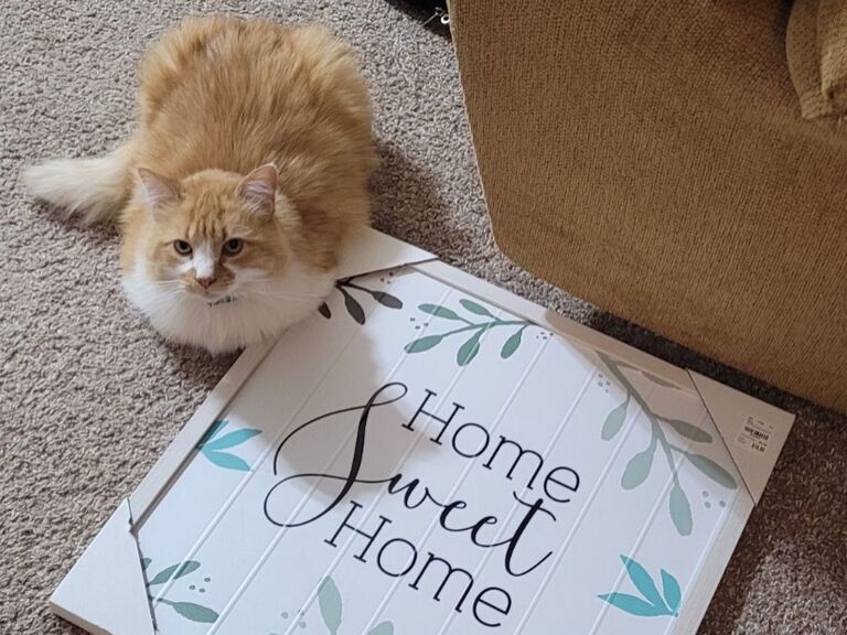 Moved into our first apartment and John brought Felix along with him 🏠