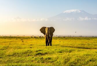 Elephant in Kenya