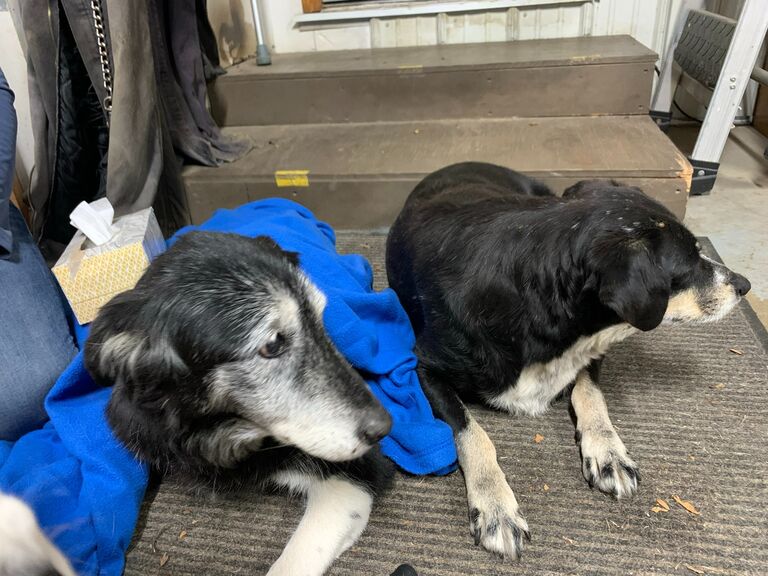 They say goodbye to Ambers childhood dog! RIP Dazzle!