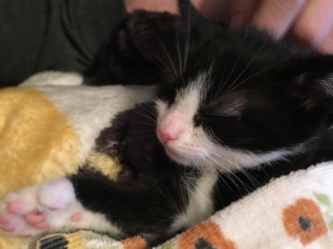 Bree & Nick adopt Mochi the cat