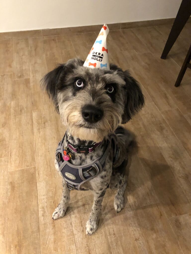 KAIA'S FIRST BIRTHDAY...with Max! 

(KK was still in Albuquerque recovering from ankle surgery)
