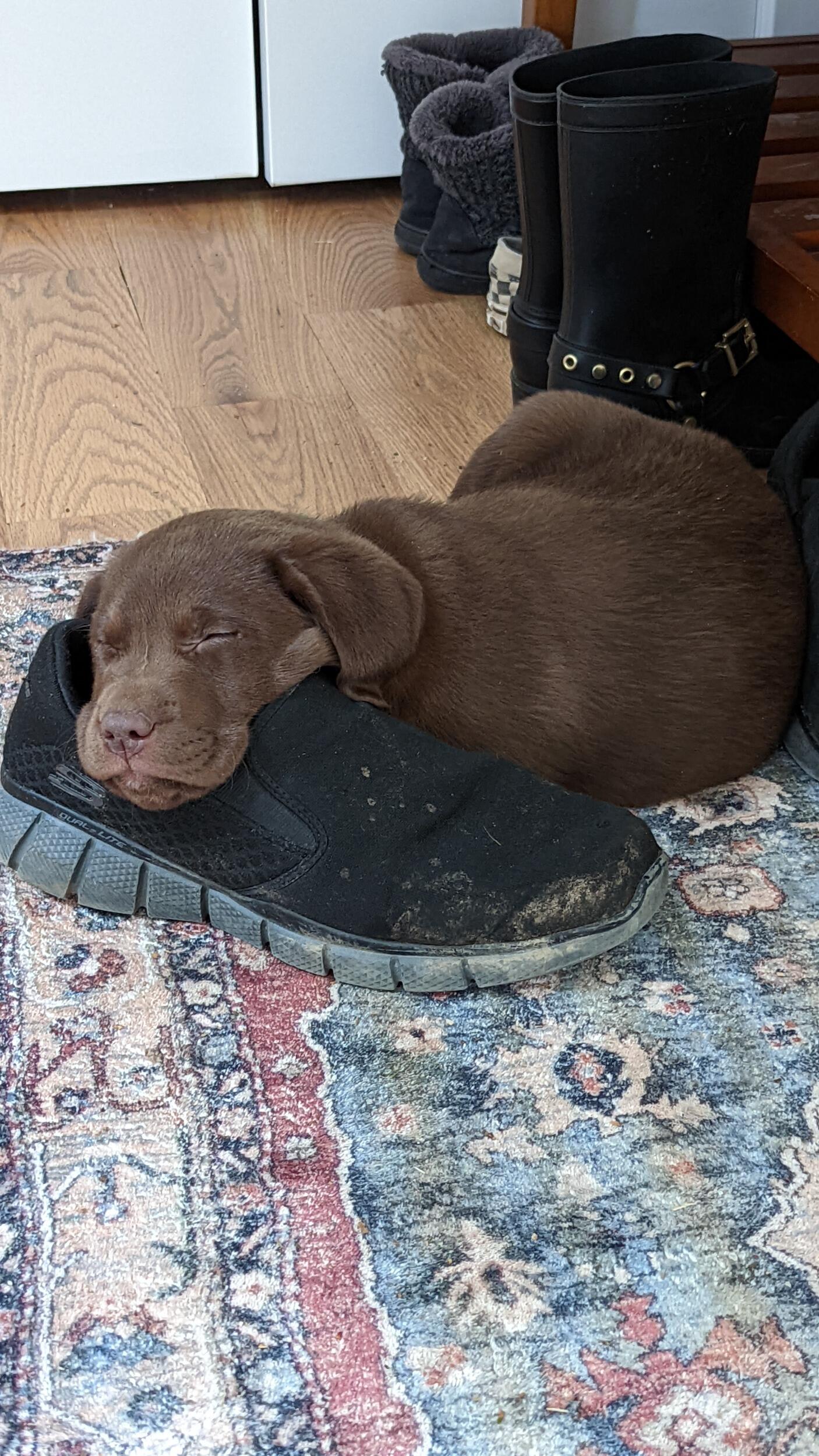 We welcomed a new family member. This puppy will be named Chester in a month