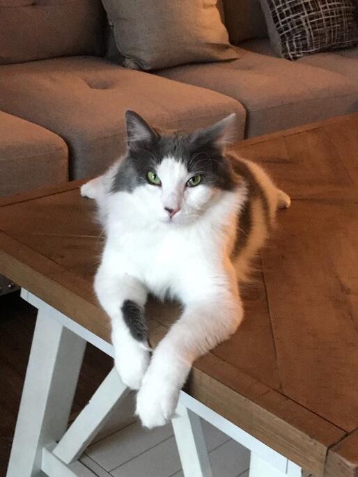 After moving in together, their family became 3 when they adopted Gus. Their life has never been the same since! 