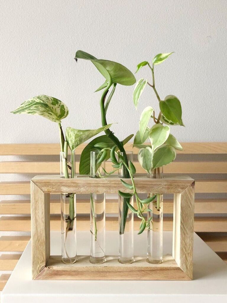 propagation station plant gift for man