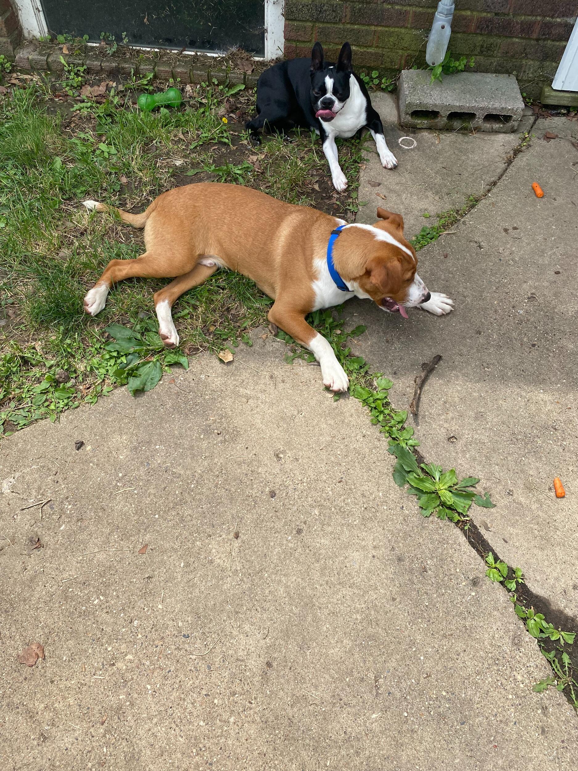 We adopted our second dog, Charlie!