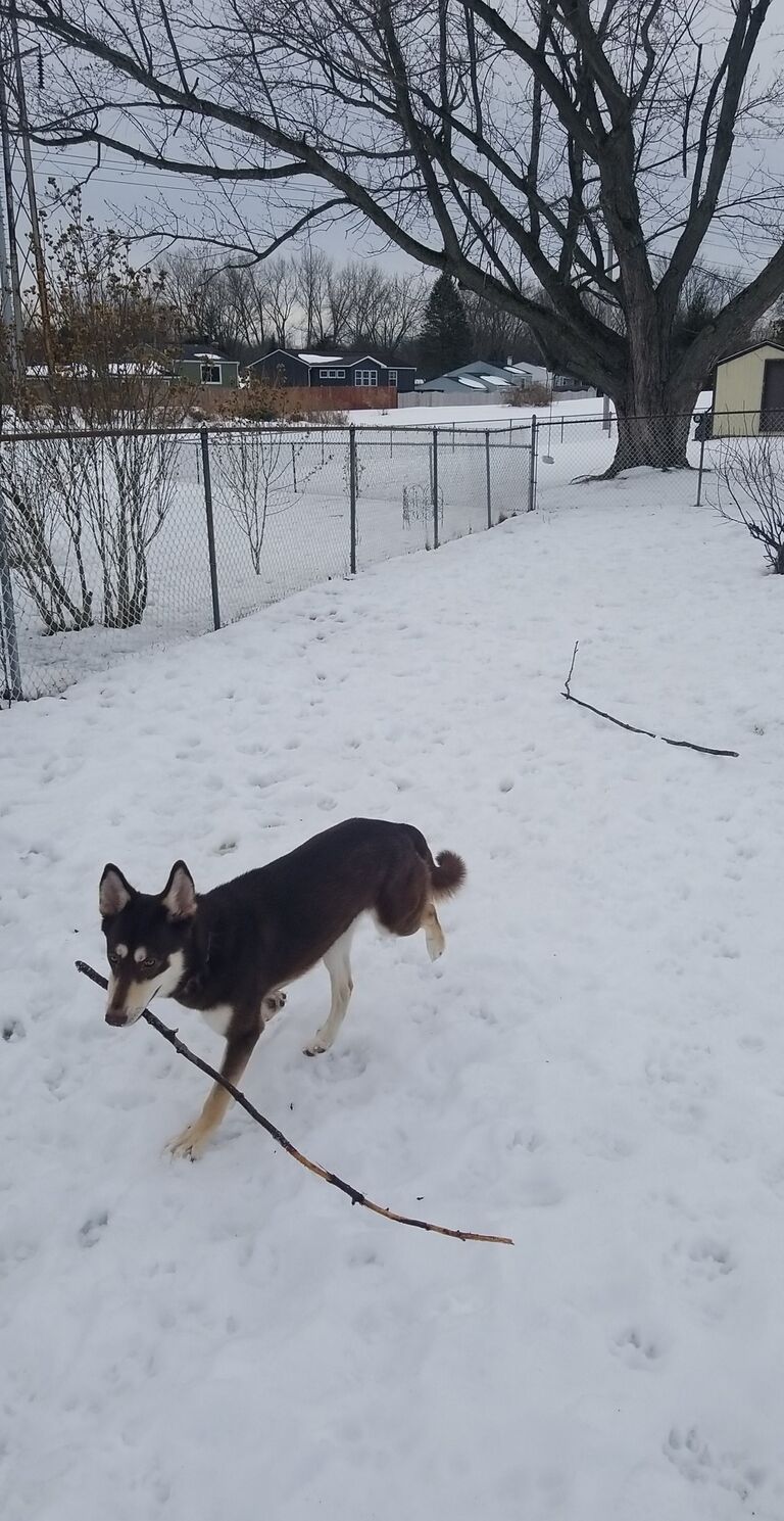 We each brought our own pets into the relationship. Kyle had his cat Arya and Kara had Koop the turtle. With a new house and the extra space we decided to rescue a pupper. That's when Mocha joined our family.

Fun Fact: We got a DNA kit for Mocha she is 77% husky mix 10% swiss shepherd, and 13% pain in the ass. 