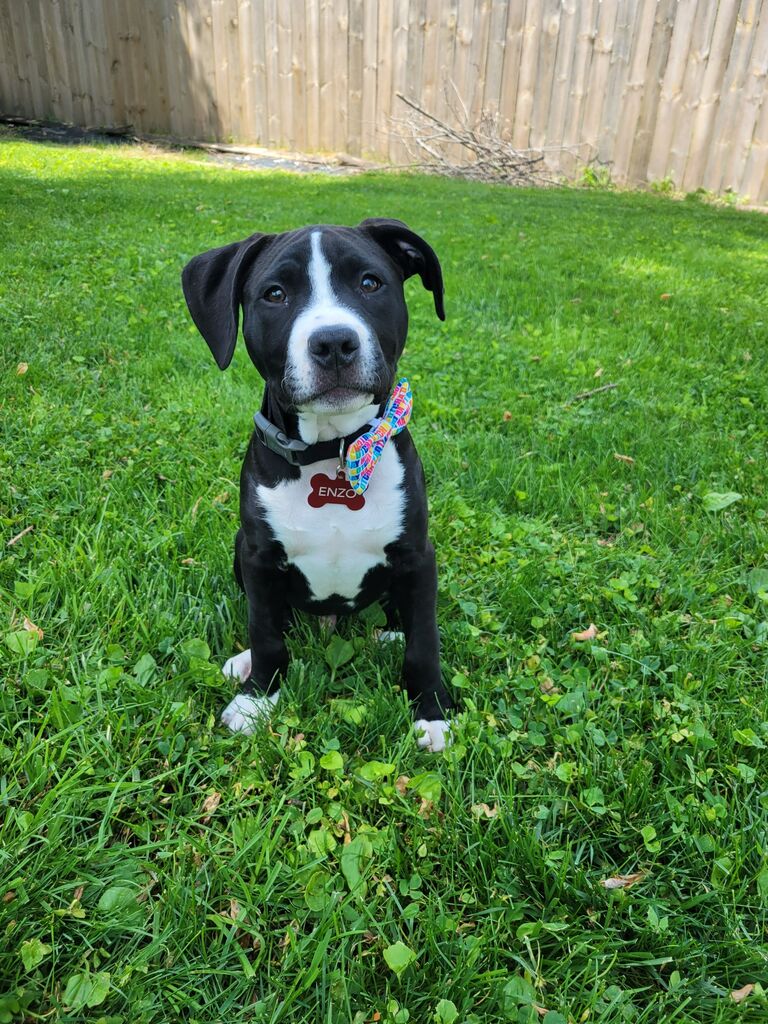 We adopted Enzo!
