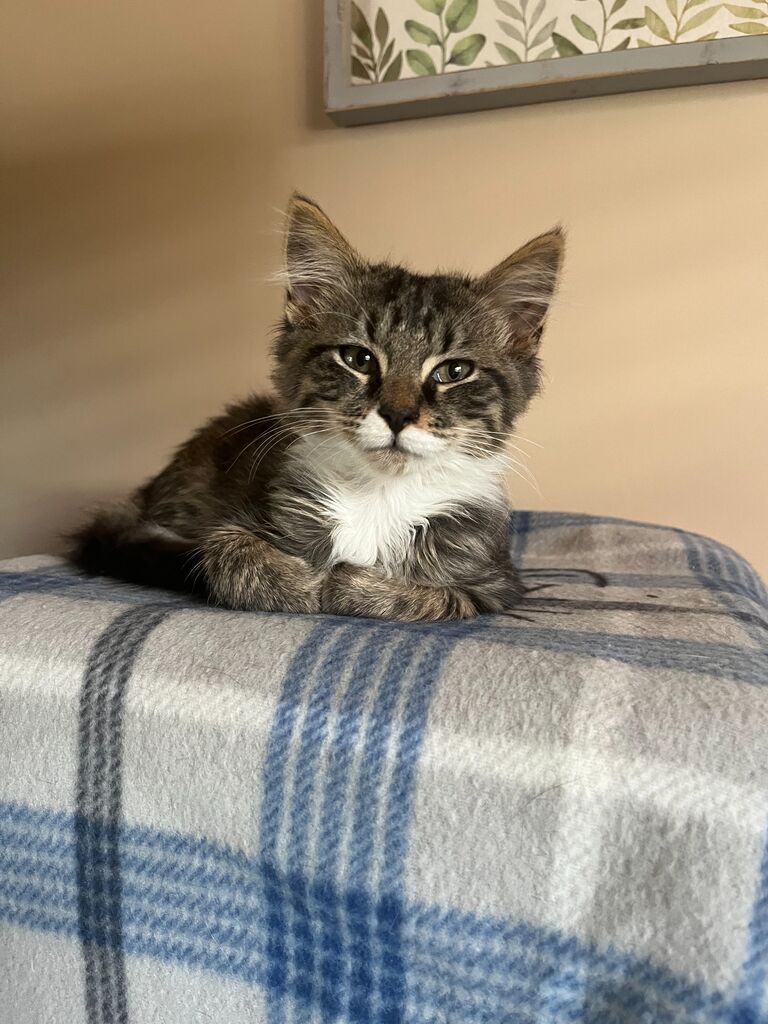 Adopted Munchkin