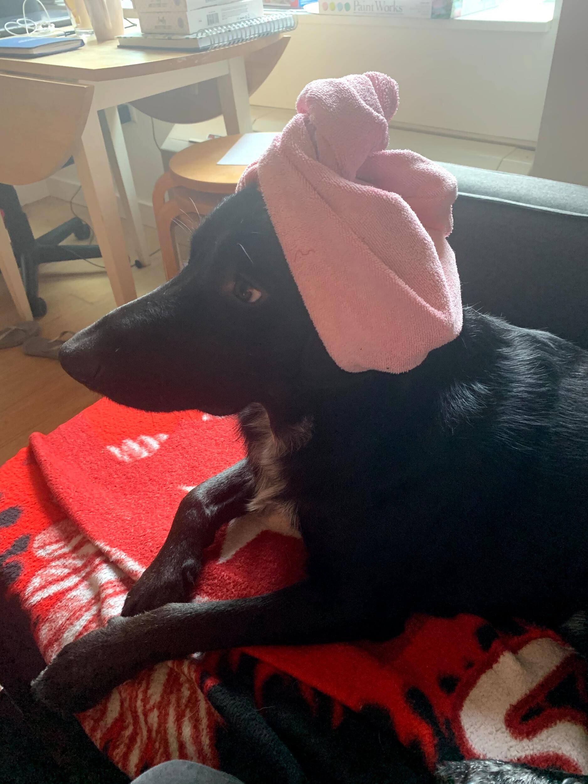 Donal and Danielle adopt Reddy--the most passive aggressive dog to ever walk the earth.