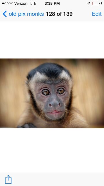 Wild About Monkeys! - Animal For A Party - American Canyon, CA - Hero Main