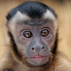 Wild About Monkeys!, profile image