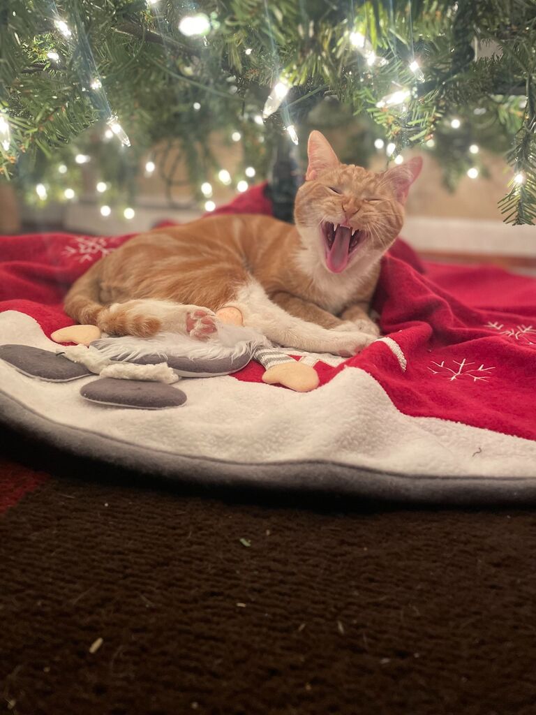 Our little family grew when we adopted Cheddar! He and Joe quickly became best friends.