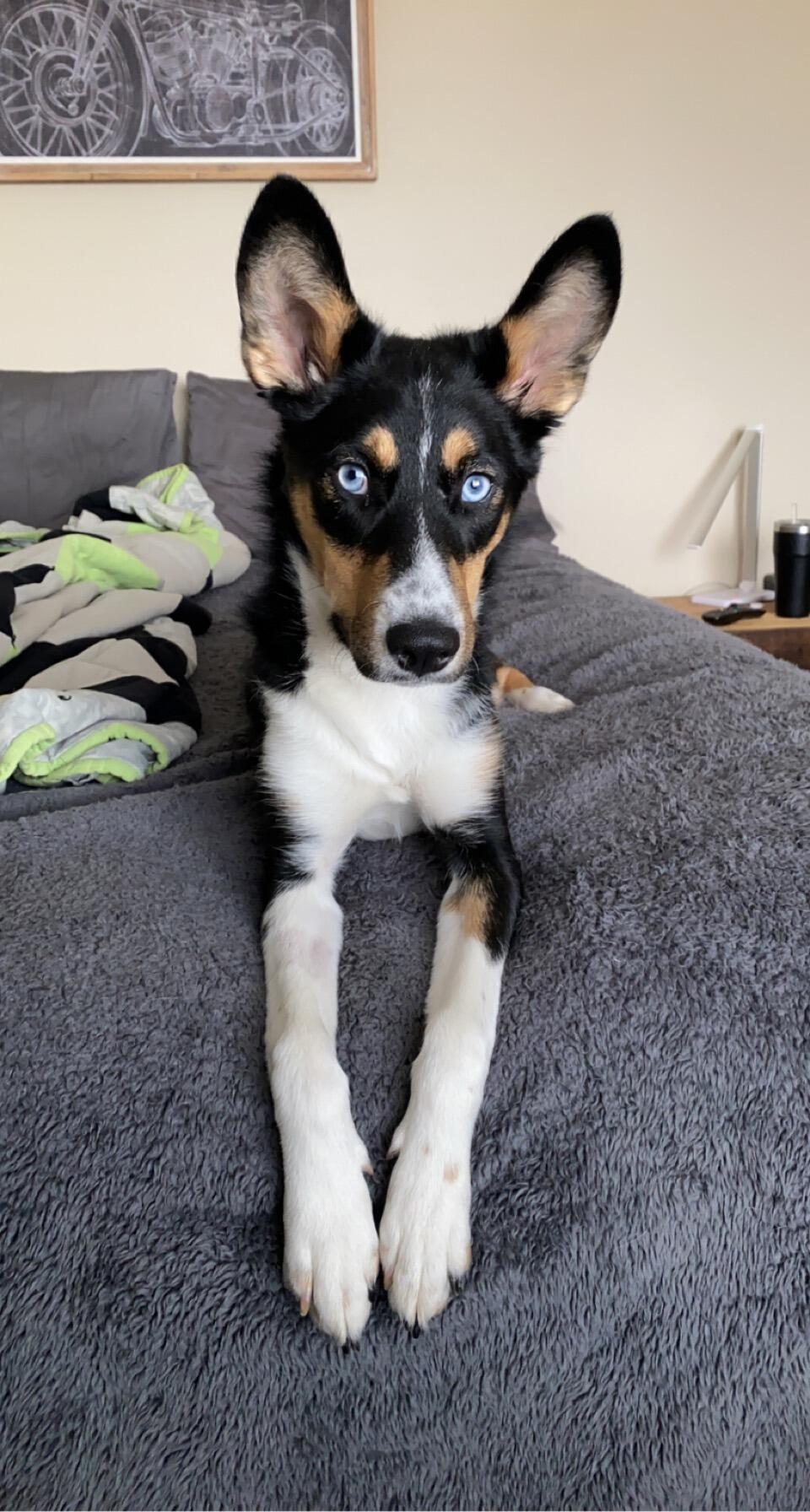 Got Our First Dog - Star