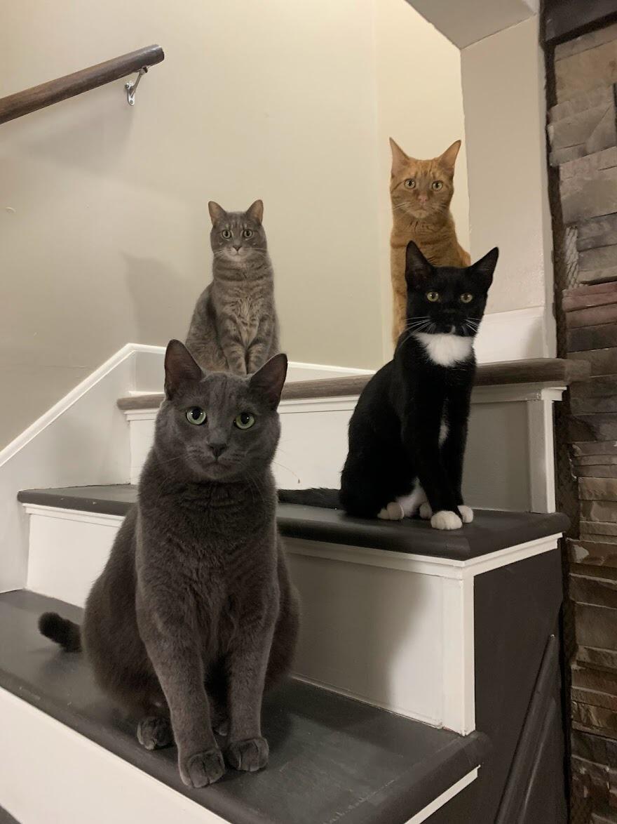 Family portrait - Yes we have 4 cats, no we aren't getting any more