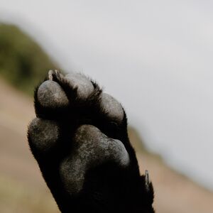 Gallery Photo 39