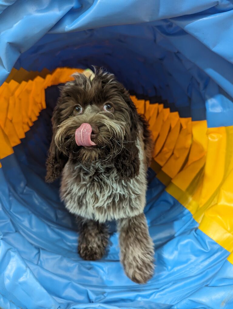 Max and Zoe adopted their precious pup, Moose!  When Moose isn't trying to eat their crocs or show how many leaves he can fit in his mouth, the trio have enjoyed going to puppy school, watching X-files cuddled on the couch, and road trip adventures!