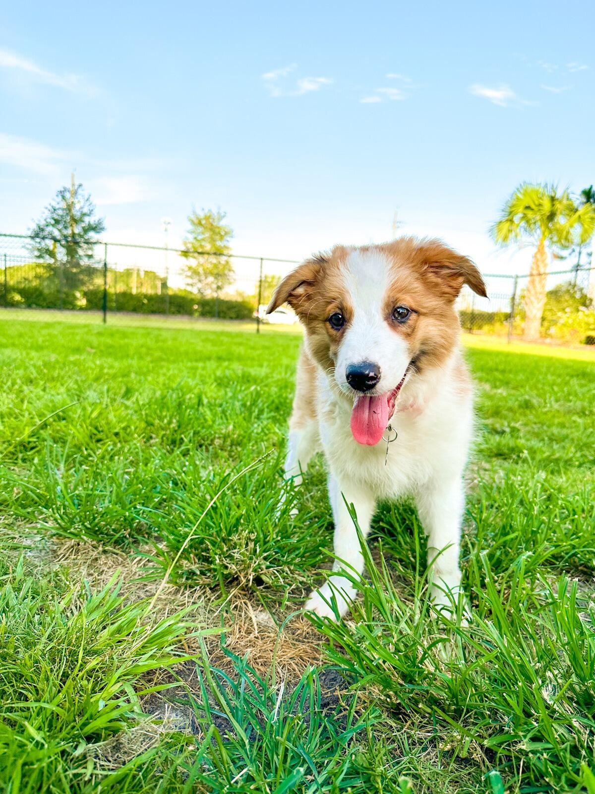 We adopted a puppy! Meet the newest addition to our family, Savvy! 🐾🐶✨