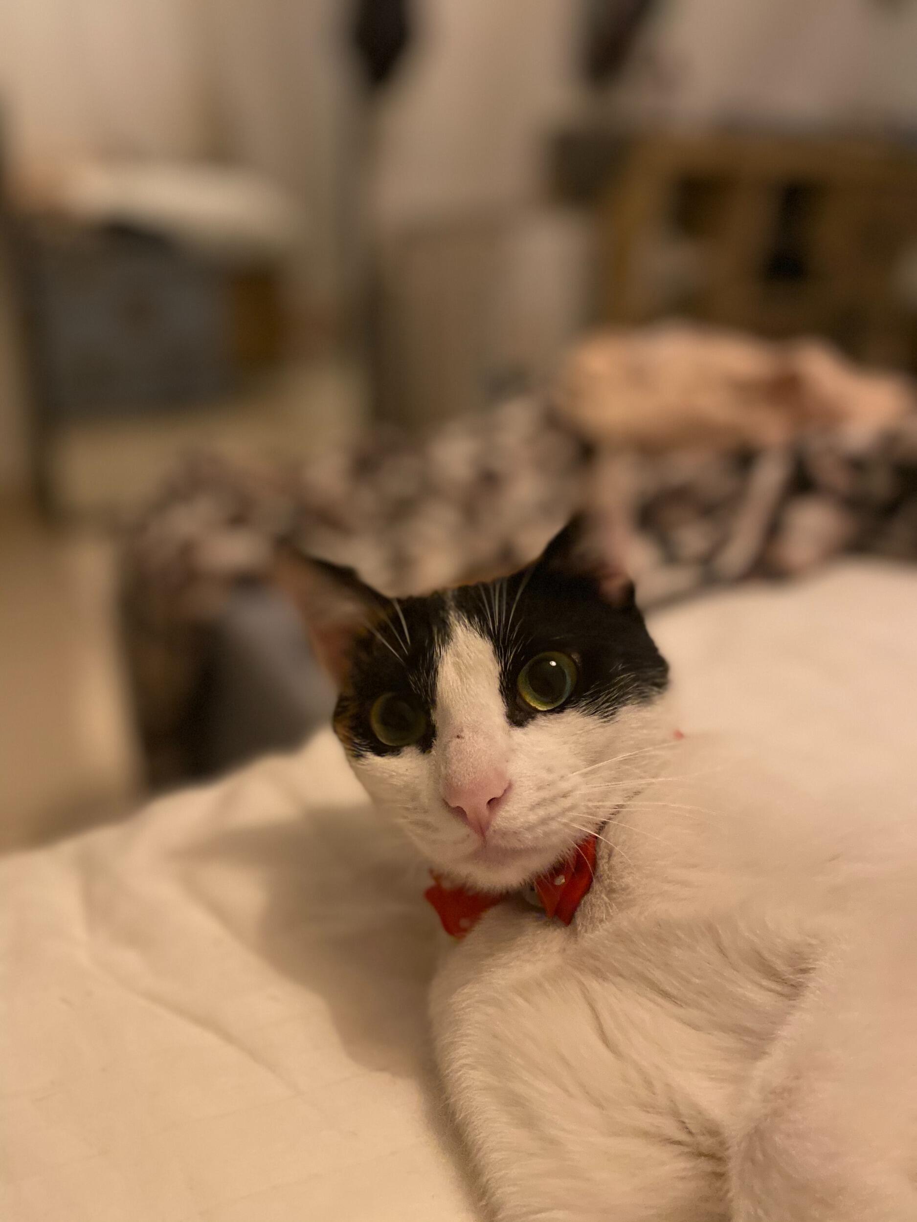 A year later, Alessio became an "official" Cat Dad and couldn't resist this adorable face, adopting his own little daughter and naming her Purry, the two have been inseparable since then!
