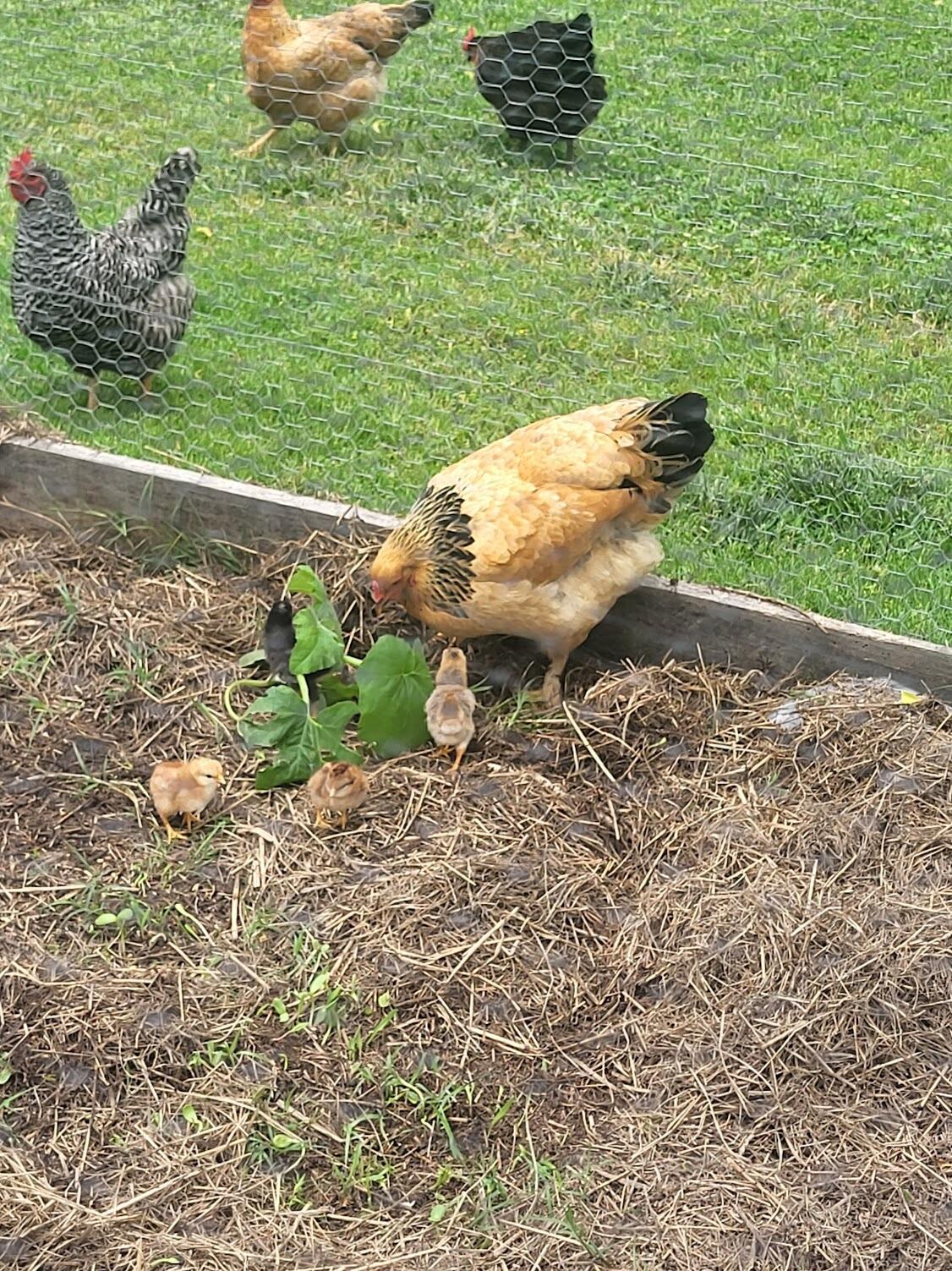 One of our hens Nutter Butter successfully hatched several baby chicks!