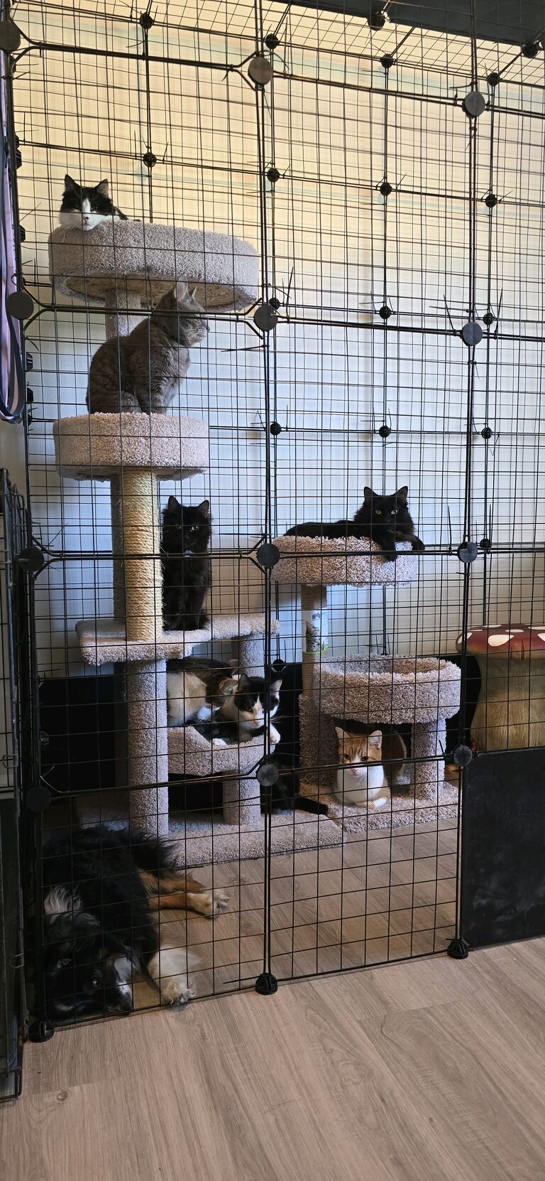 The Cat Room