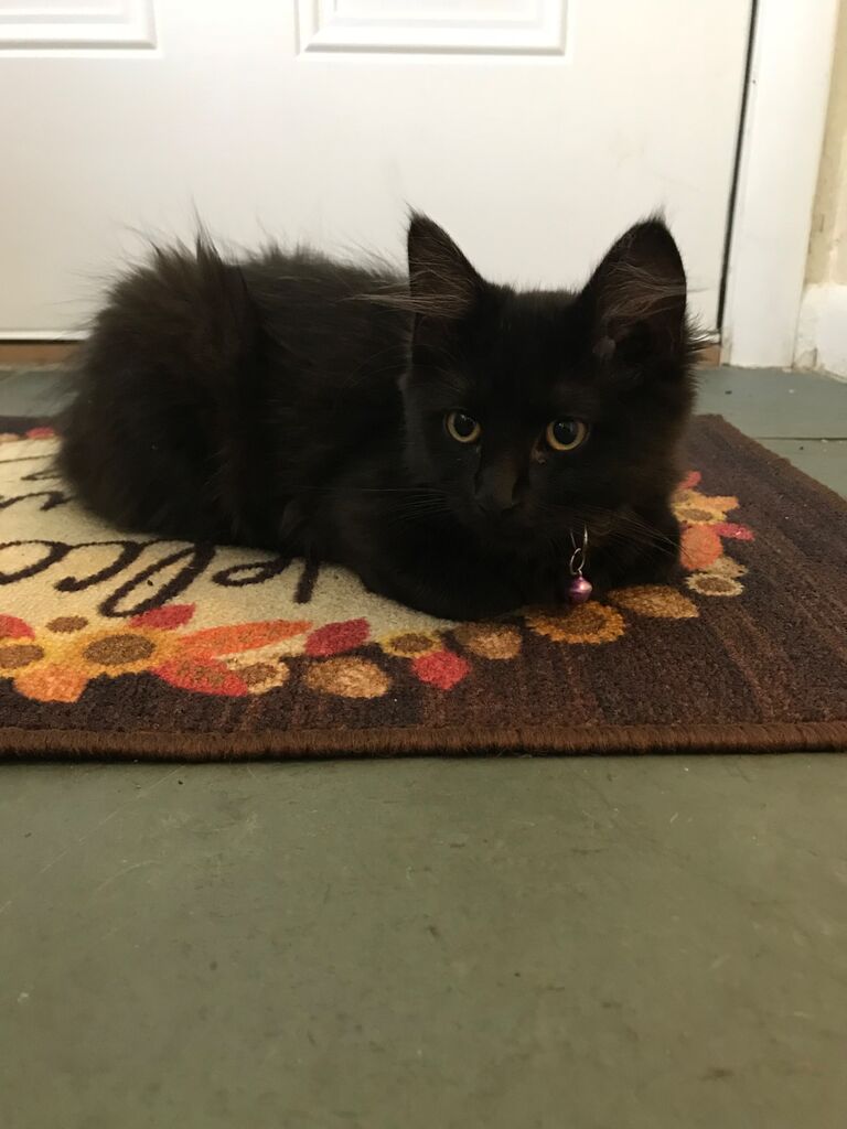 We moved in together and added Milli to the family!