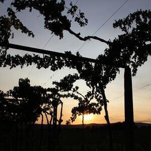 Gallery Photo 11
